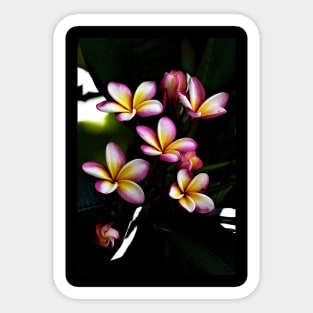 plumeria-flowers-frangipani-floral-blossom-multi-colors-shirtyshirto-87 Sticker